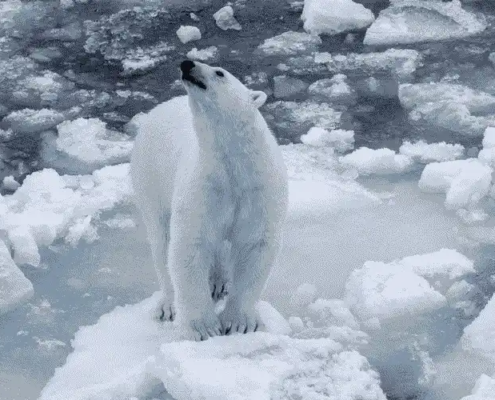 Eisbäre Web